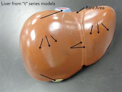 Image result for Liver Models Labeled