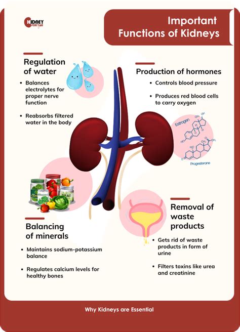 Kidney Function 的图像结果