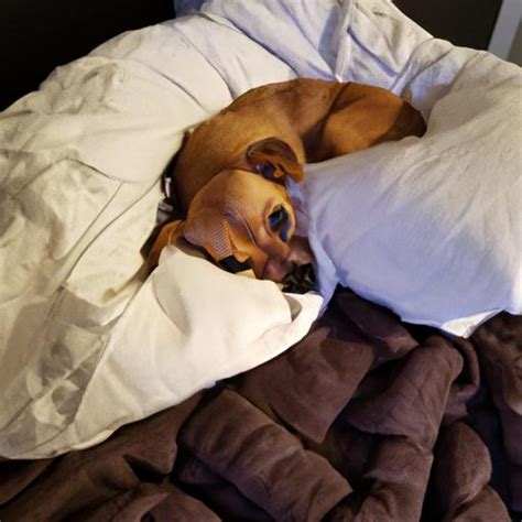 Mini Dogs to Adopt 的图像结果