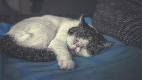 Image result for Cat Coding at Computer Pic
