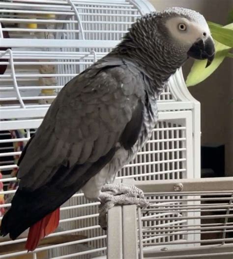 Tame Congo African Grey