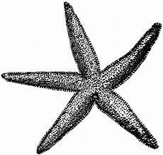 clipart etc starfish illustrations and clipart 1 starfish royalty free clipart etc starfish illustrations and clipart 1 starfish royalty free