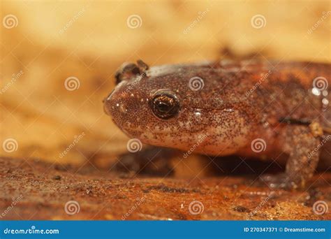 Northern Red Backed Salamander
