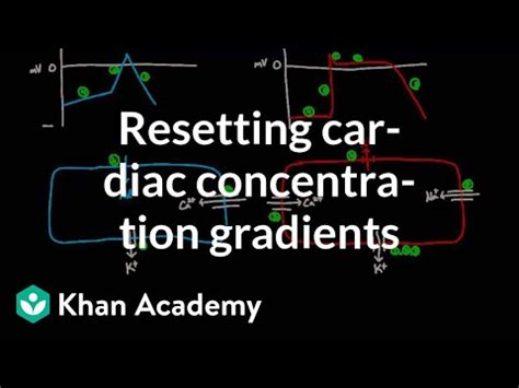 Resetting Cardiac concentration gradients - Circulatory system Video ...
