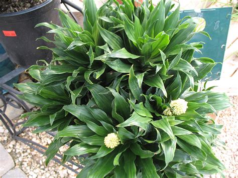 Online Plant Guide - Dracaena deremensis 'Janet Craig Compacta' / Janet ...
