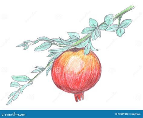 Pomegranate Fruit Drawing Vector Hand Drawn Garnet Fruit. Sketch Of Pomegranates On White ...