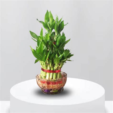 3 Layer Lucky Bamboo with Bowl – MyOwnGarden®