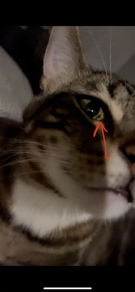 Cats right eye is bigger than left, is this bad? : r/CATHELP