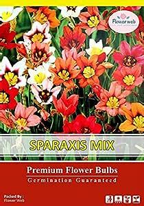 Sparaxis Mix also known as a Harlequin Flower Variety Flower Bulbs (6 ...