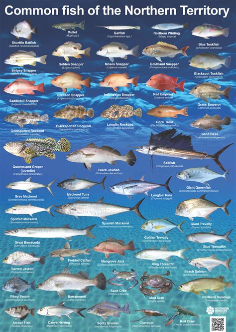 List Of Marine Aquarium Fish Species Wikipedia