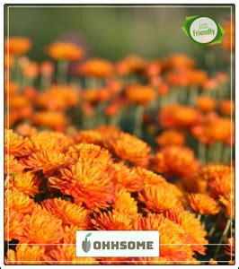 OhhSome Gul-E-Ashrafi Seeds - Garden Flower Seeds Pack Seed Price in ...