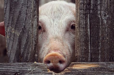Do Pigs Sweat? How to Keep Your Pigs Cool During the Summer — J&R ...