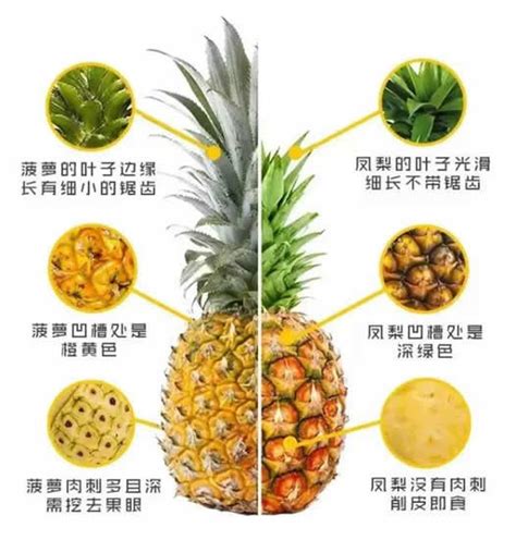 凤梨和菠萝对照图片：一张图告诉你菠萝和凤梨是不是一样-昕薇网