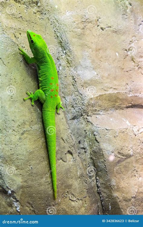 Madagascar Giant Day Gecko is Climbing Stock Image - Image of reptiles ...