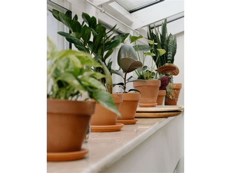 Top Indoor Plants in India (Perfect for Indian Climate) – TrustBasket