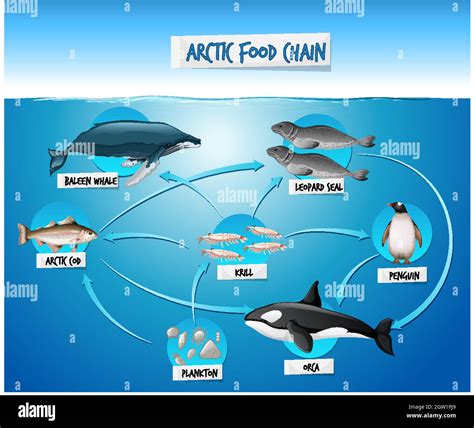 Aquatic Ecosystem Food Web