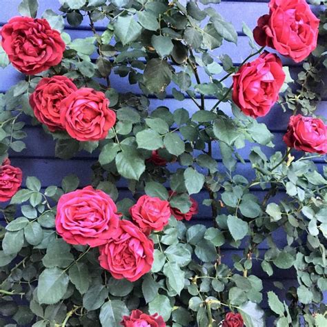 The Best Climbing Roses For Zone 5 Gardens - SONG OF ROSES