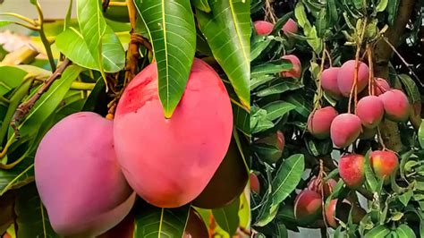 Expensive Mango 的图像结果