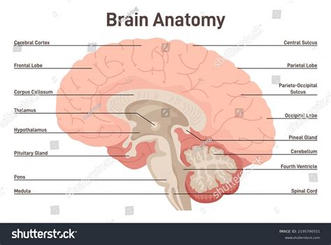 Image result for Brain Cells Reprogramming