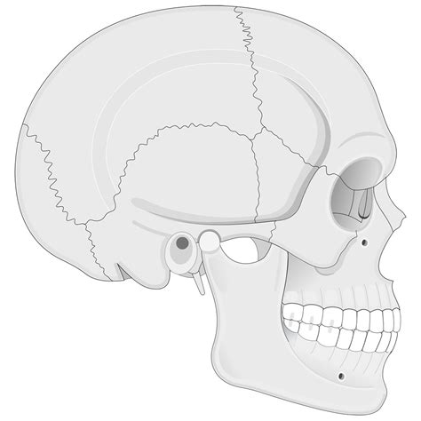 skull lateral view Diagram | Quizlet