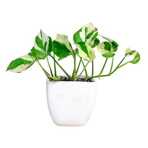 Buy White Pothos in 5 inch Ceramic Pot Online | Manbhawan Nursery