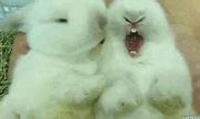Image result for Bunnies Kissing