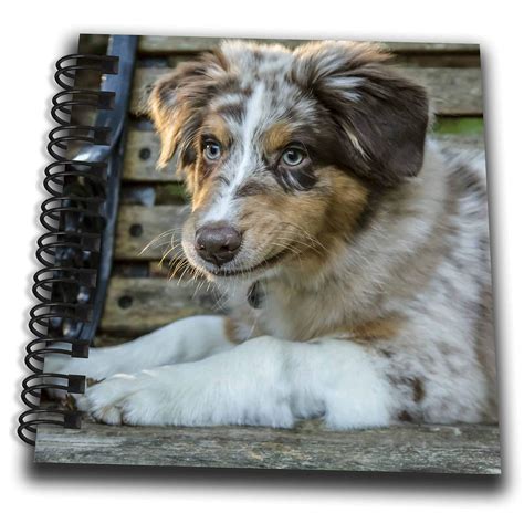Blue Merle Australian Shepherd Puppy