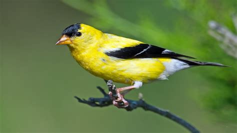 American Goldfinch Winter