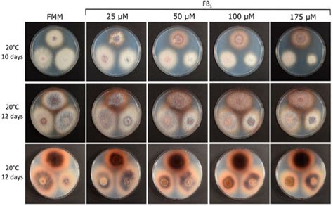 Mechanism of Fumonisin Self-Resistance: Fusarium verticillioides ...