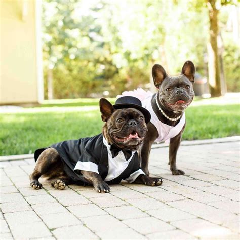 Wedding Bride Dogs 的图像结果