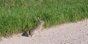 Image result for Jack Rabbit Babies