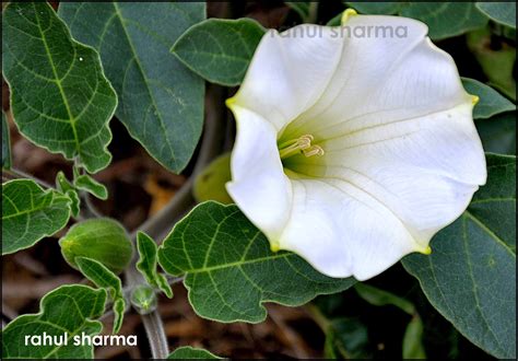 Datura inoxia Mill. (thorn-apple) ~ Wild Flora Of Dwarka