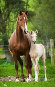 Image result for Adorable Horses
