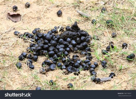 Image result for Giraffe Poop Facts