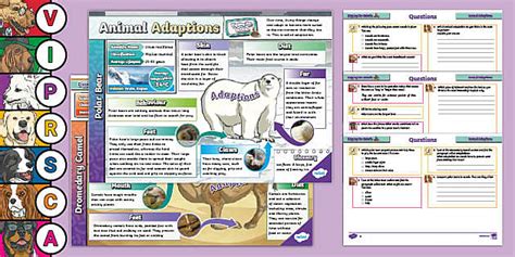 Digging for Details: Animal Adaptations KS2 | Infographic