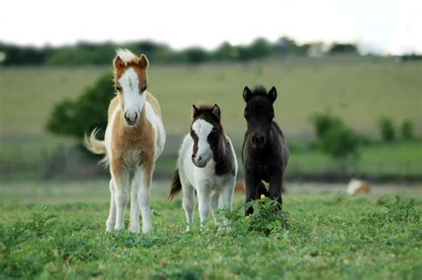 Baby Mini Pony