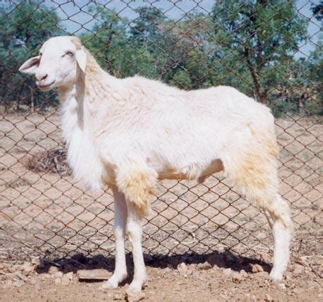 Livestock:: Sheep:: Breeds Animal Husbandry ::breeds of sheep