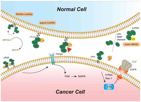 International Journal of Oncology