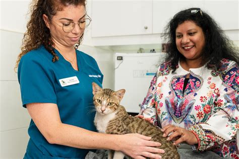 Do Cats Get Lice? Signs, Causes, and Treatment