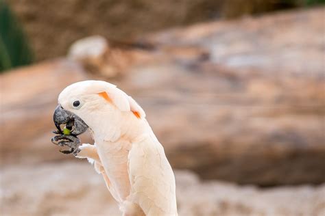 Can Parrots Eat Grapes? (Revealed!) - Parrot Website