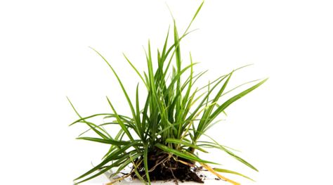 Purple nut sedge : पर्पल नट सेज क्या है? जानें इसके उपयोग, डोज, साइड ...