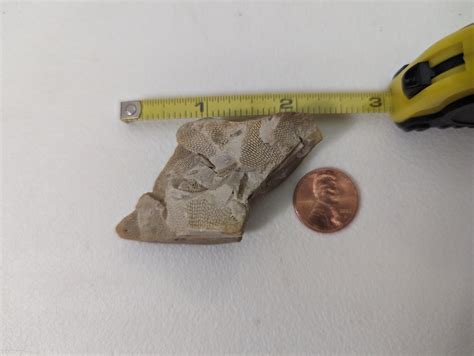 Found in river rock gravel at a playground(Covington, Louisiana, USA ...