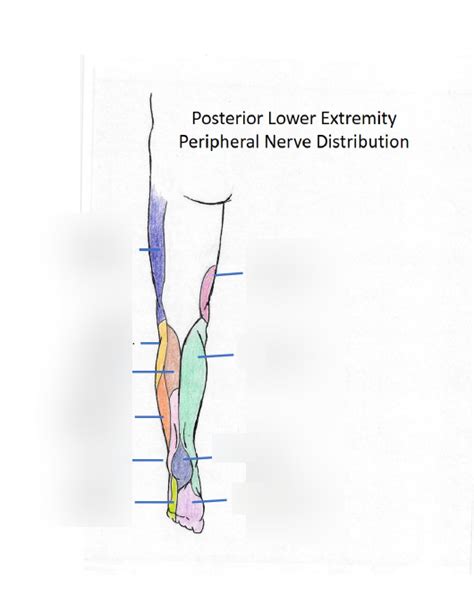 Peripheral Nerve Distribution 的图像结果