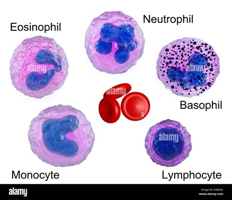 Basophil Histology