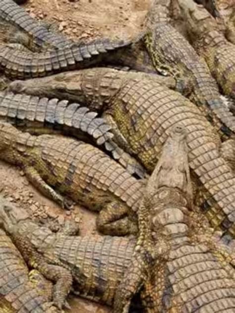 7 Predators That Hunt Crocodiles | Times Now