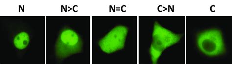 Dynamic Cellular Localization Chart 的图像结果