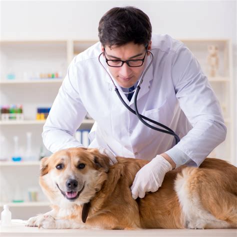 Consulta Medico Veterinario - ANIMED CLINICA VETERINARIA Clínica ...