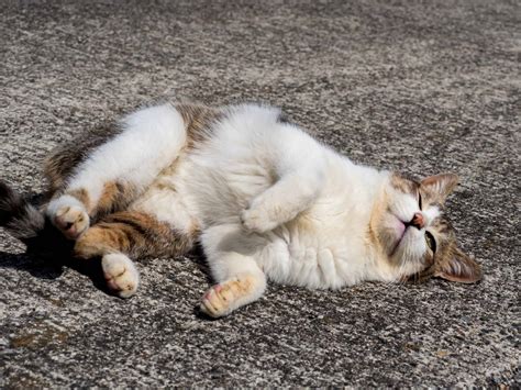 Cat Scratching Floor