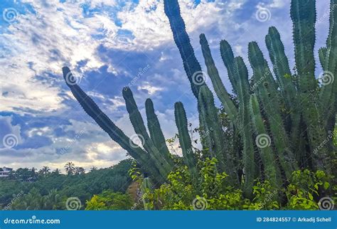Tropical Cacti Cactus Plants Natural Jungle Puerto Escondido Mexico ...