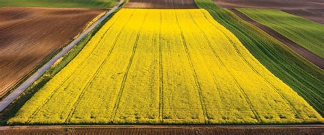 A Typical EU Compromise? | Global Oil & Fats Business Online ...